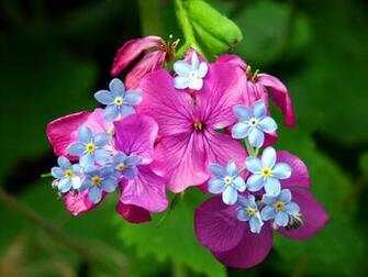 Spring Flower Wallpaper Which Is Under The