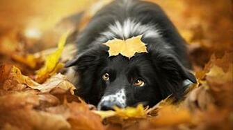 Cute Dog Mac Wallpaper