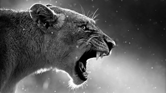 Lion 4k Wallpaper Pc Desktop