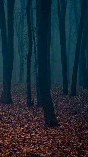 Autumn Forest Leafbed iPhone Plus HD Wallpaper Ipod