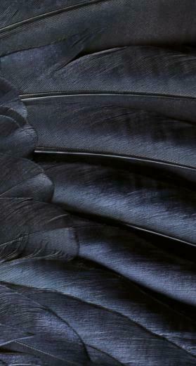Pattern Feather Black Cool Ios9 Wallpaper Sc iPhone8