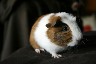 Guinea Pig Pictures Wallpaper Of