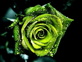 Green Rose Wallpaper Jpg