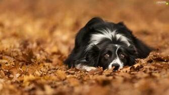 Leaf Border Collie For Phone Wallpaper