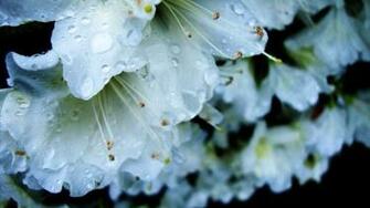 Rainy Spring Day By Coley0307