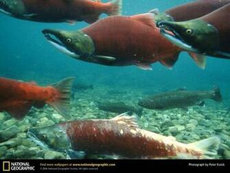 Salmon Wallpaper