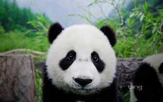 Themes Panda Widescreen HD Wallpaper