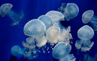Jellyfish Background Wallpaper Win10 Themes