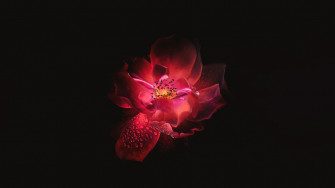 Red Flower Black Background 4k One Plus 5t Honor 7x Wallpaper