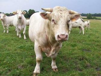 Cow Wallpaper HD In Animals Imageci