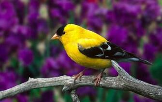 Yellow Bird On Tree Branch Wallpaper HD