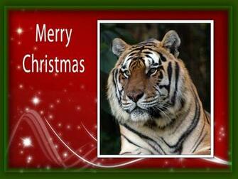Christmas Wallpaper Tiger Chat Big Cats