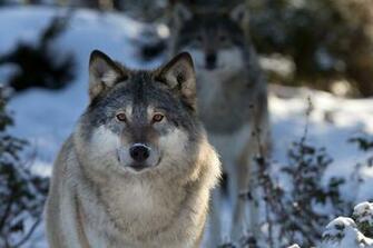 Wolf Computer Wallpaper Desktop Background Id