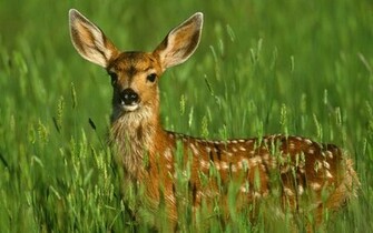 Deer Wallpaper Pc HD Image For