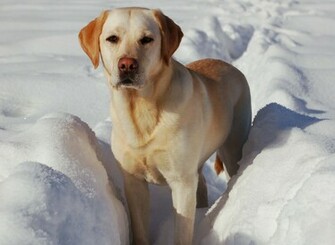 Labrador Retriever WallpaperHD Wallpaper