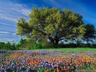 Flowers Scenery Wallpaper Pixel Nature HD
