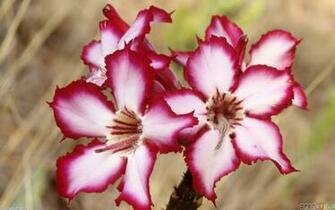 Exotic Flowers Wallpaper Open Walls