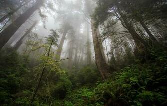 Wallpaper Forest Trees Tree Damnation Creek Trail Redwood