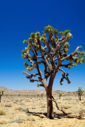 Joshua Tree iPhone HD Wallpaper