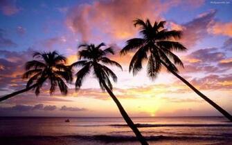 California Palm Trees Wallpaper Desktop HD