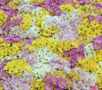 Flowers For Flower Lovers Daisy Desktop Wallpaper
