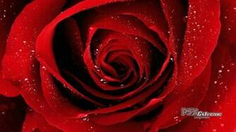 Beautiful Red Roses Spring Rain Desktop Wallpaper Nexus