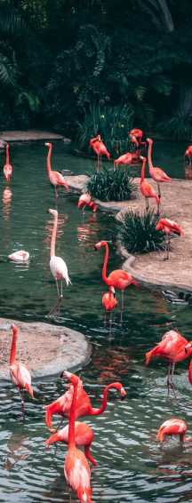 Aesthetic Animals Wallpaper