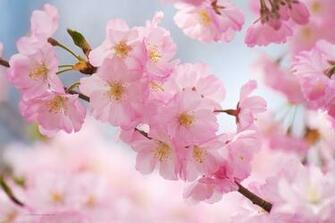 The Cherry Blossoms Of Branch Brook Park Newark Gardens Yard