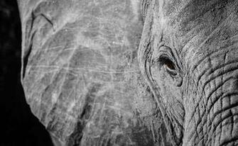 White Elephant HD Wallpaper Gebyur