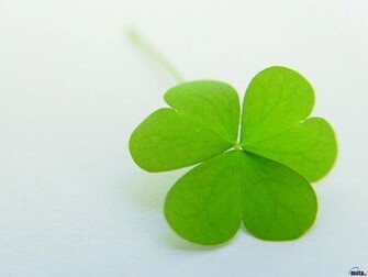 Four Leaf Clover Wallpaper