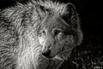 Black And White Wolf Background HDblackwallpaper