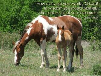 Wild Horse Desktop Background Animal Bwalles