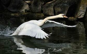 Alupka Crimea Desktop Wallpaper Picture X Swan Pond