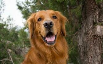Golden Retriever Computer Wallpaper Desktop Background