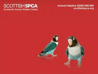 Best Spca Wallpaper Aspca