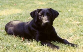 Wallpaper Black Lab Dogs
