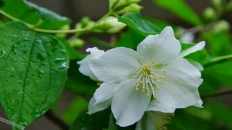 Jasmine Flower Wallpaper In HD