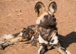 African Wild Dog Wallpaper HD Desktop