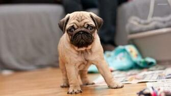 Pug Puppies Wallpaper HD Background Hivewallpaper