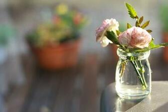 Vase Carnation Flowers Flower Image