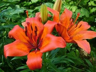 Casablanca Lily Wallpaper Elite Flower Plant