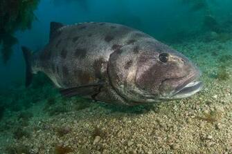Sea Bass Photo And Wallpaper Cute Pictures