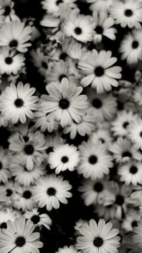 White Flowers Grey Daisies Wallpaper Background iPhone 5s 5c