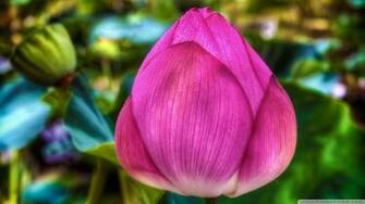 Lotus Flower Wallpaper Flowers Image
