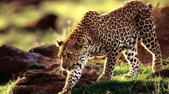 Leopard Wallpaper