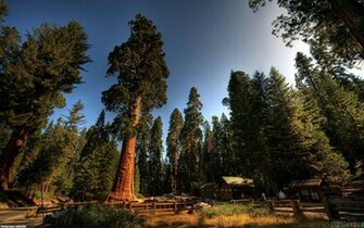 Sequoia National Park Wallpaper Open Walls