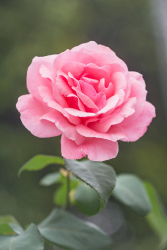 Pink Rose iPhone Wallpaper S