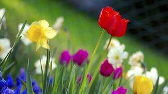 Flowers Flower Wallpaper Photography Garden Colorful