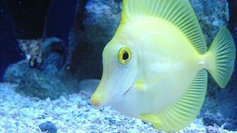 Beautiful Sea Fish HD Wallpaper High Definition iPhone
