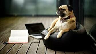 Dog Funny Animal HD Wallpaper Of Animals